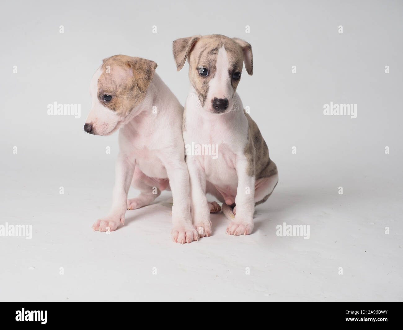 Deux chiot de whippets race de chien avec 36 jours d'âge tabby et blanc Banque D'Images