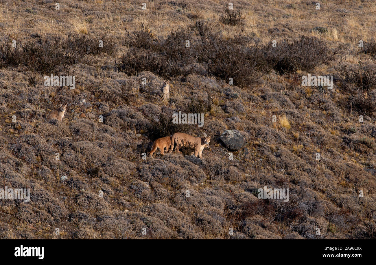 La femelle adulte Puma, debout sur la colline parlementaire avec ses 4 jeunes oursons. Banque D'Images