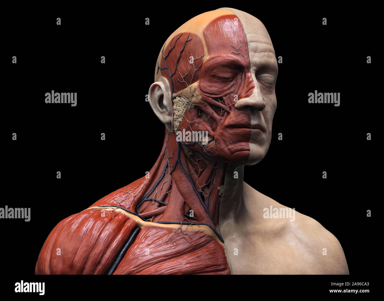 Les muscles de l'anatomie du corps humain structure d'un homme, vue de face Vue de côté et la perspective , rendu 3D réaliste Banque D'Images