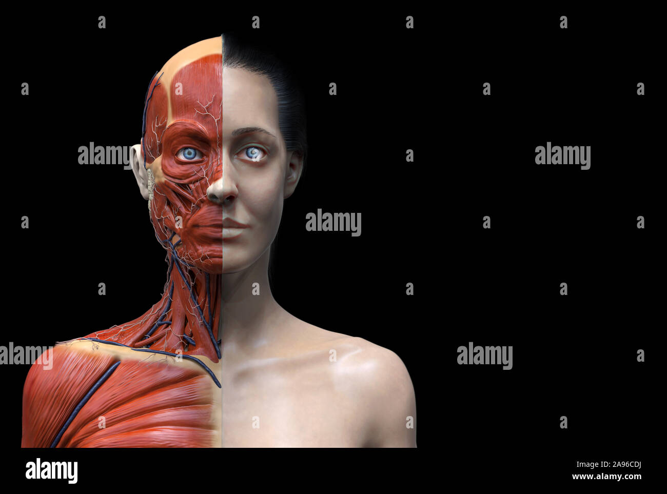 Corps Humain Banque D Image Et Photos Alamy