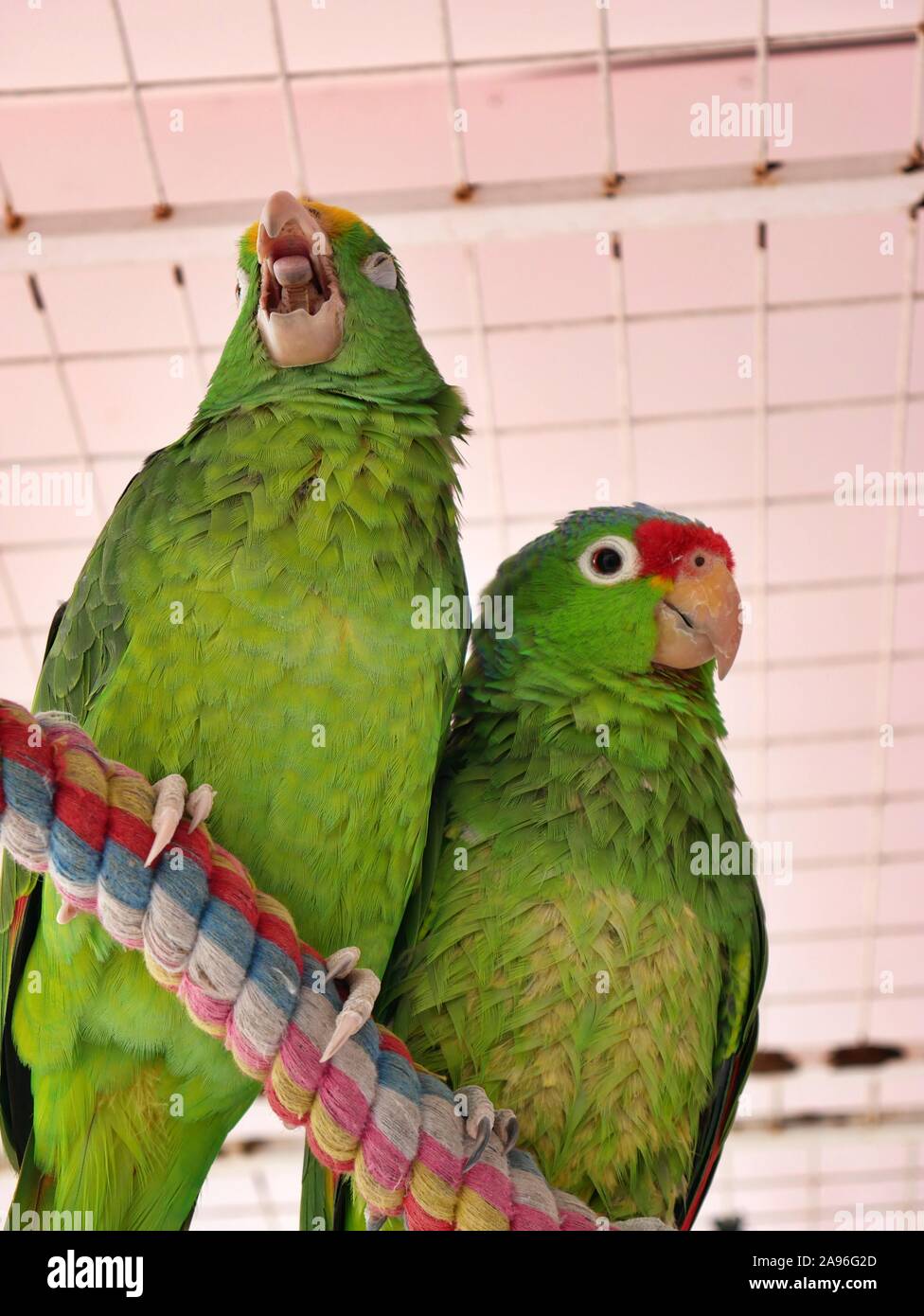 Couple perroquet vert dans une cage Banque D'Images