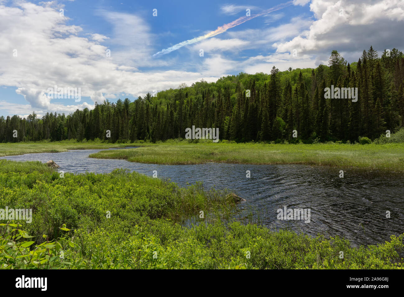 Le parc Algonquin Canada Ontario Wetland area Banque D'Images