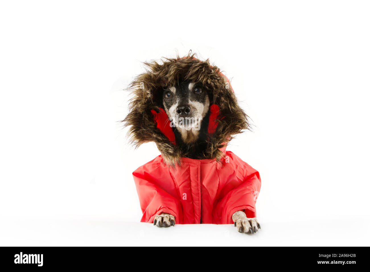 Chien senior portant un manteau d'hiver chaud ou anorak pour la saison d'hiver froid. Banque D'Images