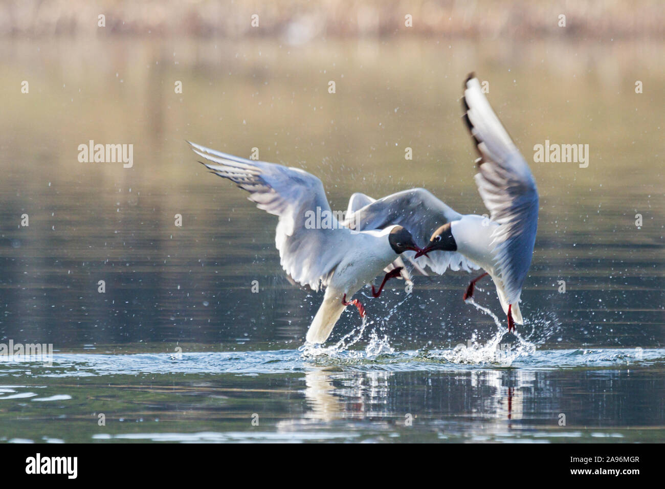 Mouettes sur un lac printemps lutte en vol Banque D'Images
