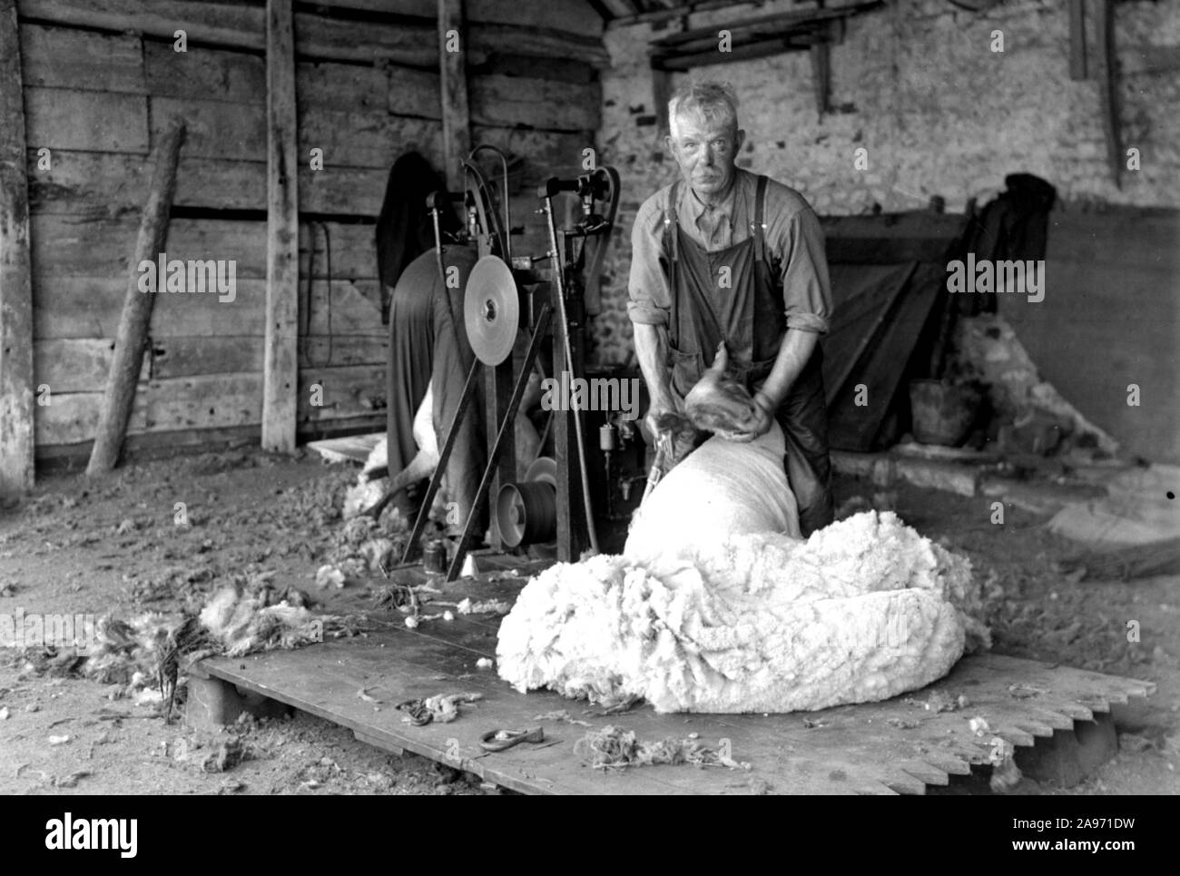 Une ferme ou un cultivateur de moutons pour sa laine dans les années 1930 Banque D'Images