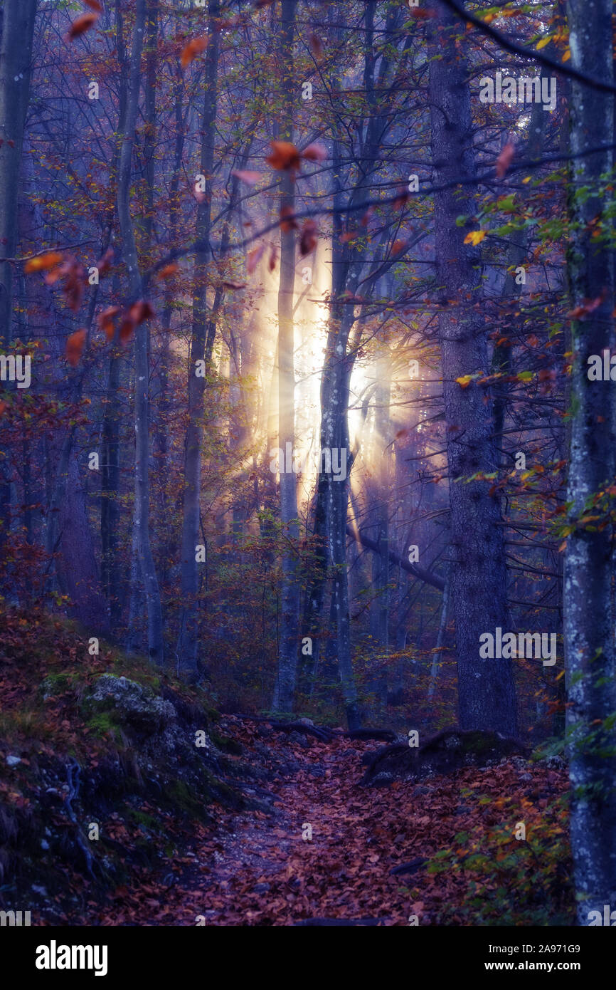 La lumière du soleil qui brillait à travers la brume dans une fantaisie-comme mystique rêve Forêt d'automne. Beauté dans la nature, des forêts et de concepts d'espoir Banque D'Images