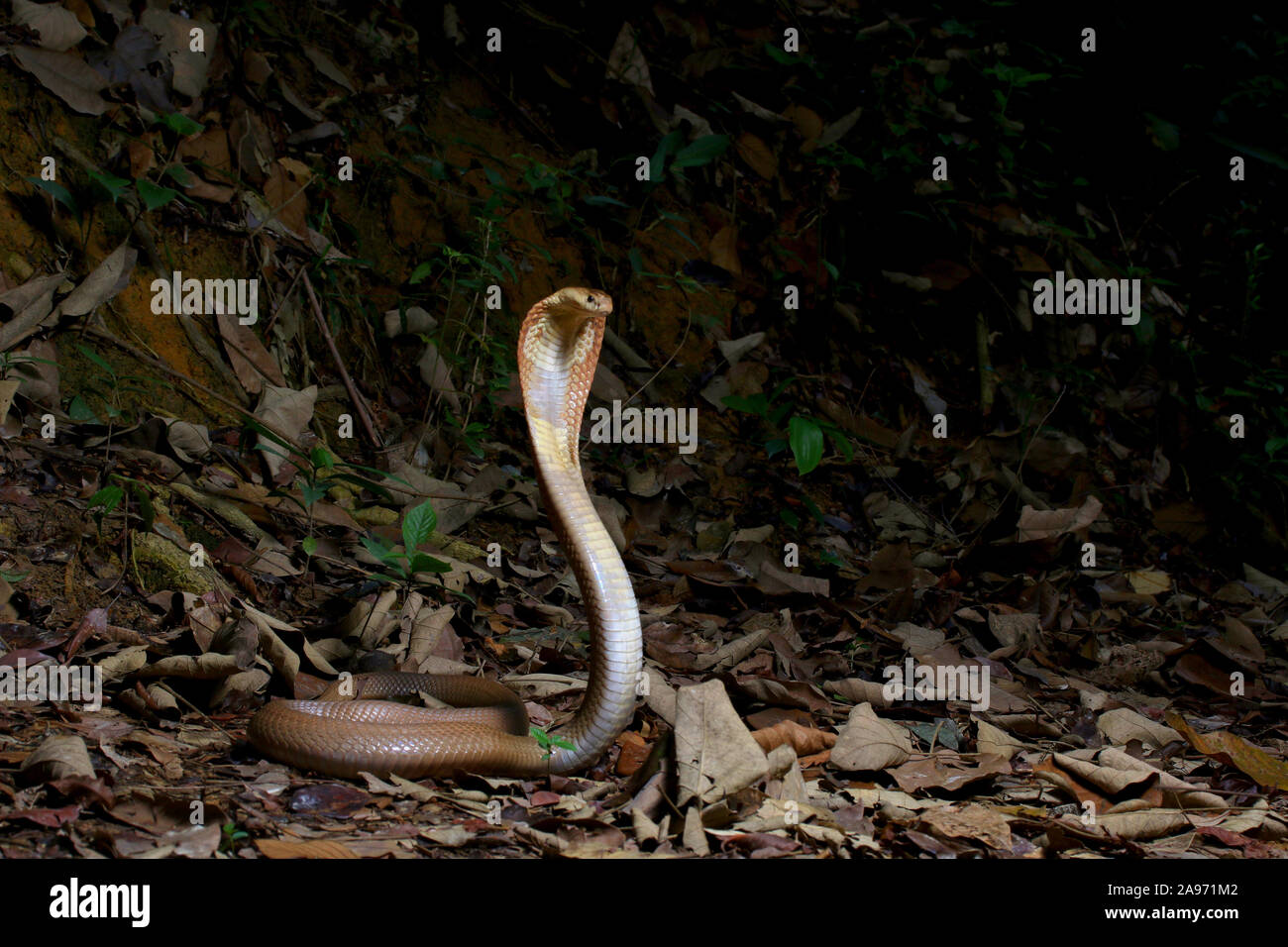 Monocled cobra, Naja, kouthia monocellate cobra, Banque D'Images