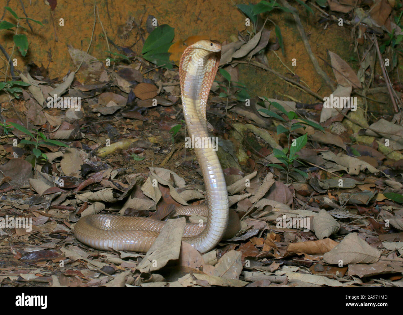 Monocled cobra, Naja, kouthia monocellate cobra, Banque D'Images