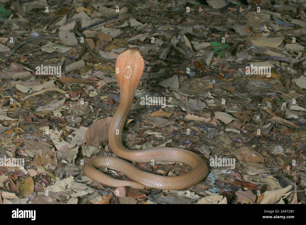 Monocled cobra, Naja, kouthia monocellate cobra, Banque D'Images