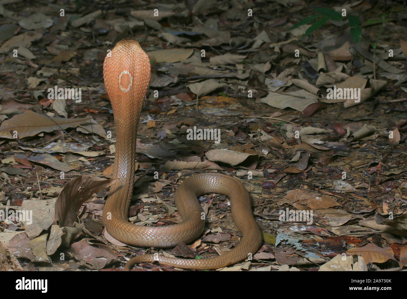 Monocled cobra, Naja, kouthia monocellate cobra, Banque D'Images