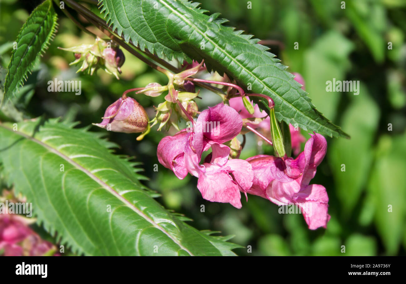 L'Impatiens glandulifera plante indienne close up Banque D'Images