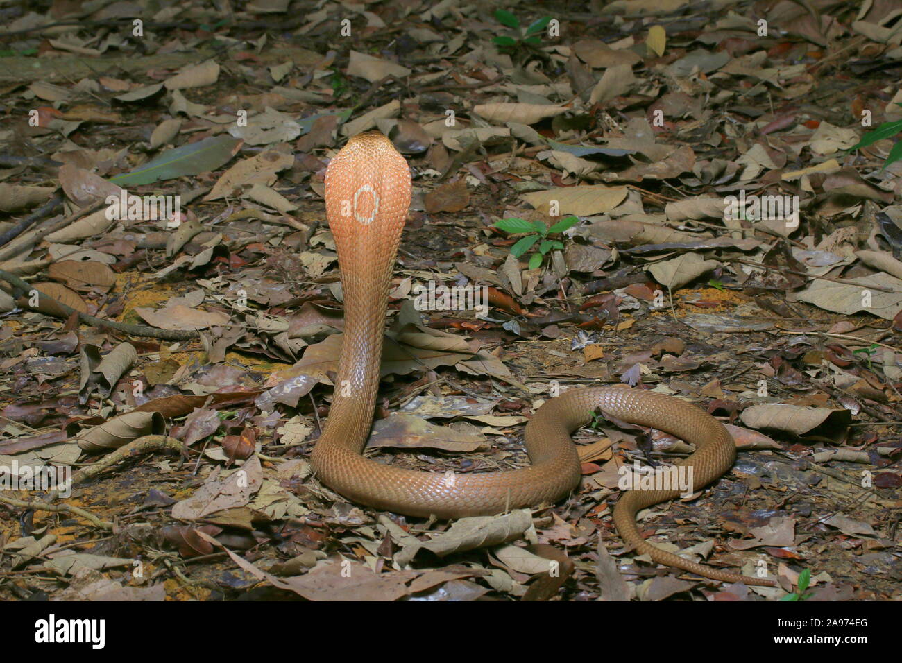 Monocled cobra, Naja, kouthia monocellate cobra, Banque D'Images