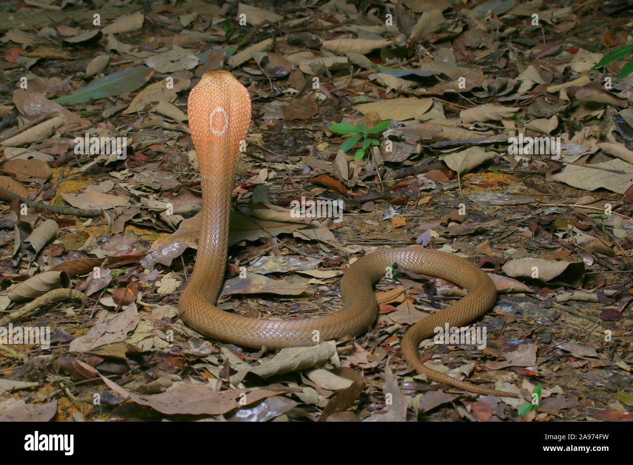 Monocled cobra, Naja, kouthia monocellate cobra, Banque D'Images