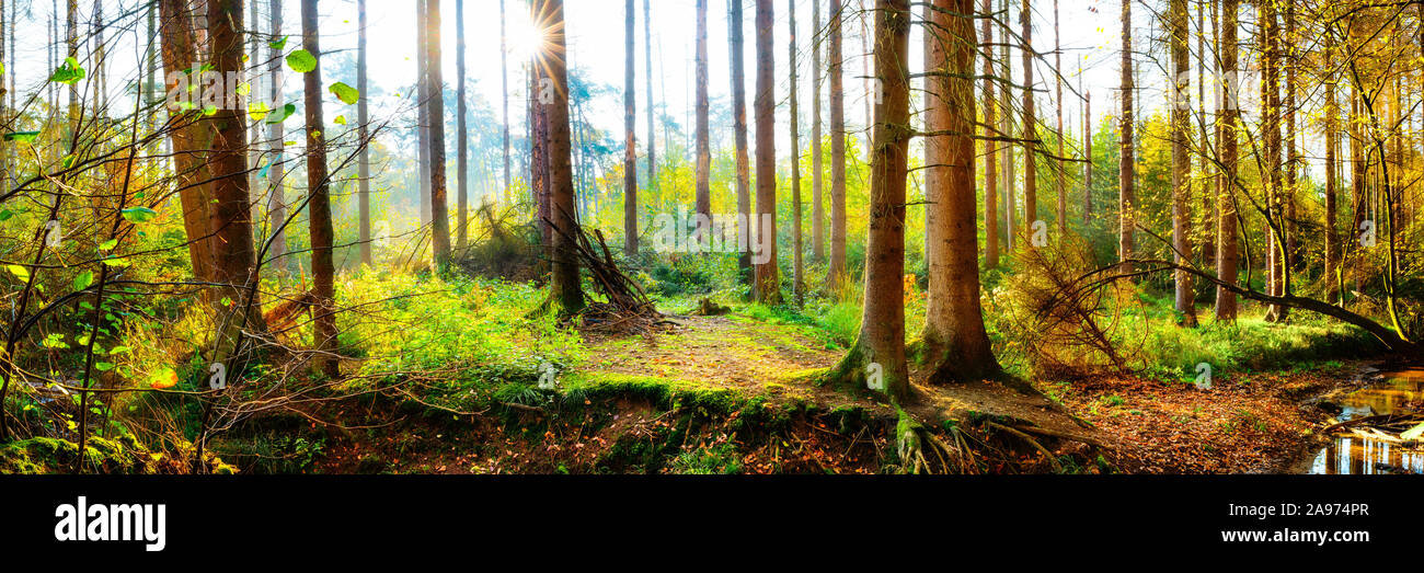 Forêt d'automne avec arbres d'épinette et lumière du soleil vive dans le brouillard Banque D'Images