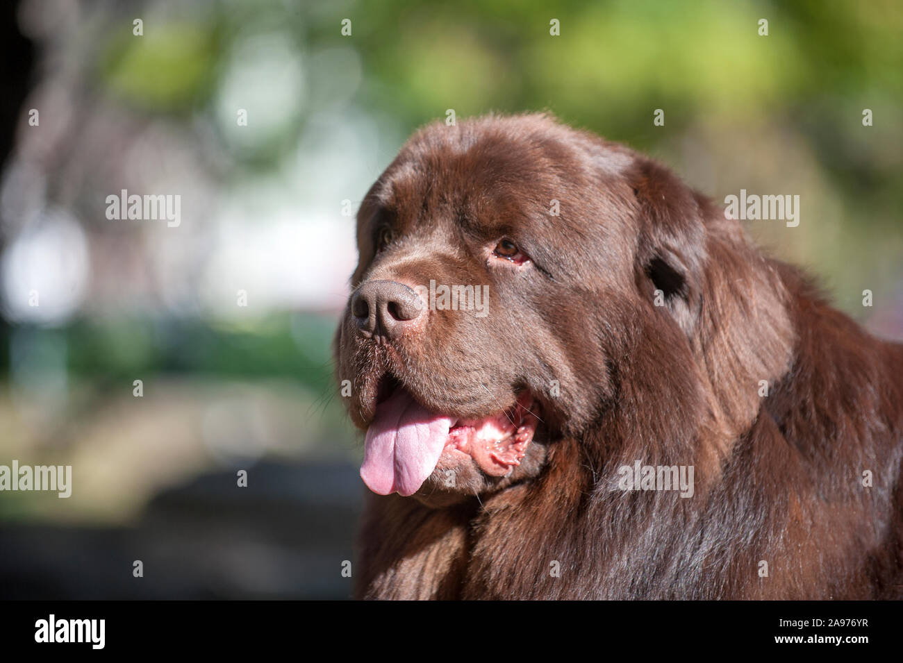 Portrait d'un chien Terre-neuve marron dans le parc Banque D'Images
