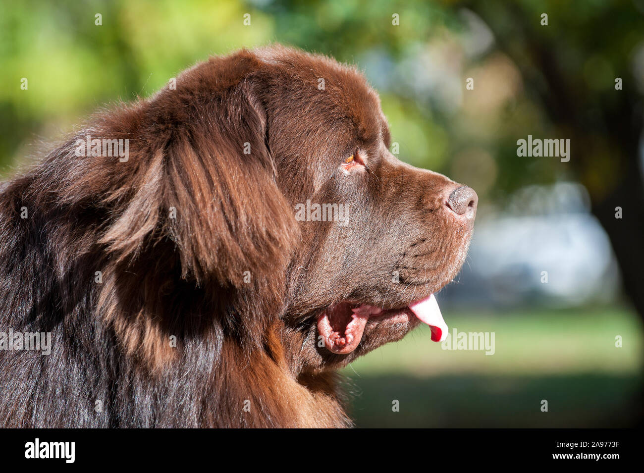Portrait d'un chien Terre-neuve marron sur le terrain Banque D'Images