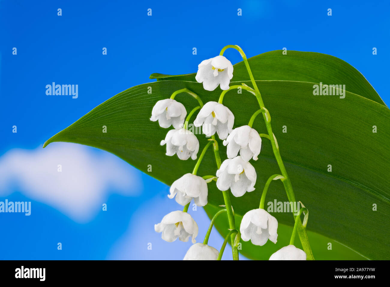 Peut-blanc fleurs cloches avec des feuilles vertes détail. Convallaria majalis. Lis de la vallée romantique fleur sur fond de ciel bleu. Printemps herbe vénéneuse. Banque D'Images