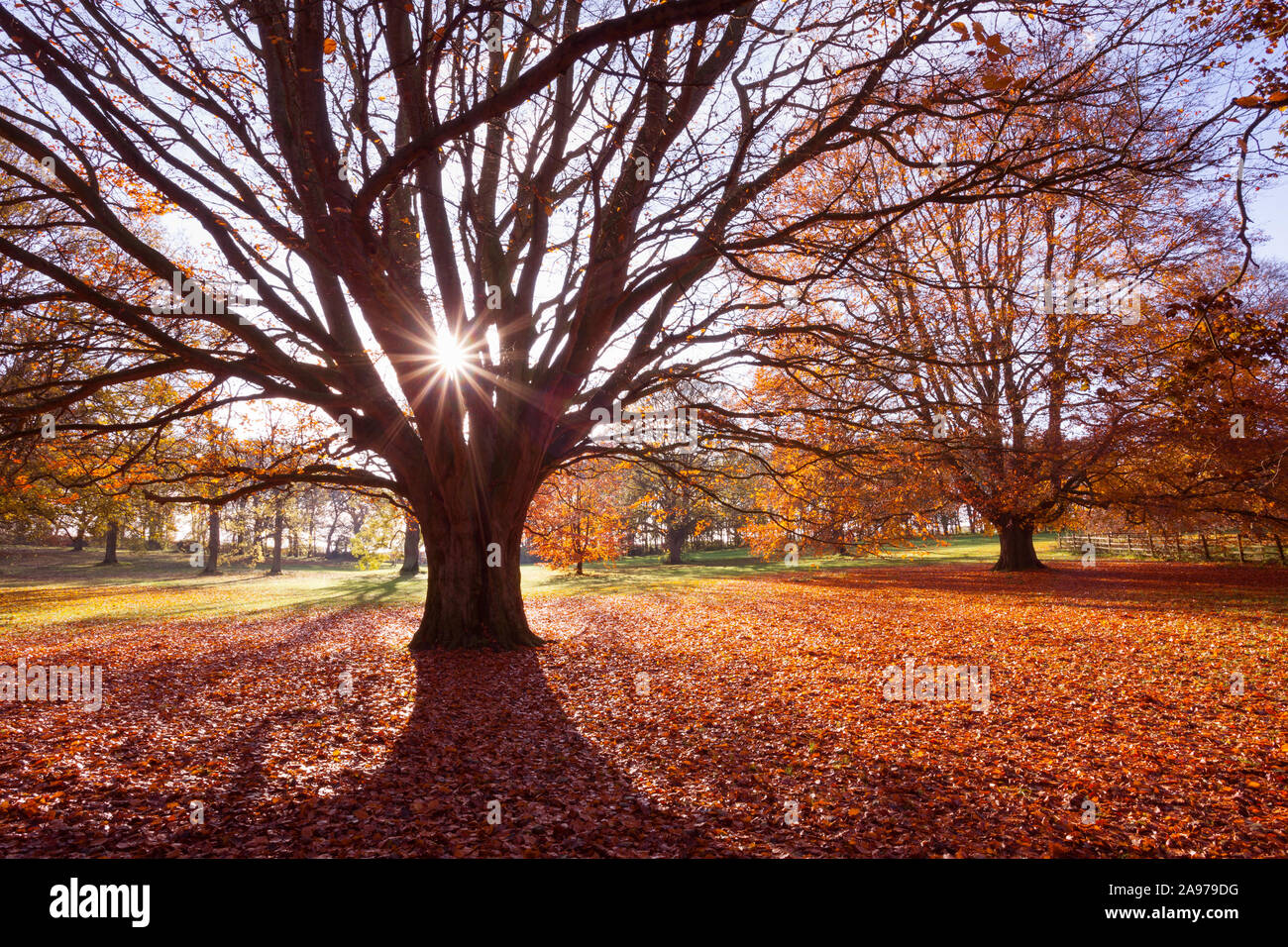 Barton-upon-Humber, Nord du Lincolnshire, au Royaume-Uni. 13 novembre 2019. Météo France : hêtres dans Baysgarth Park sur un matin d'automne en novembre. Credit : LEE BEEL/Alamy Live News. Banque D'Images