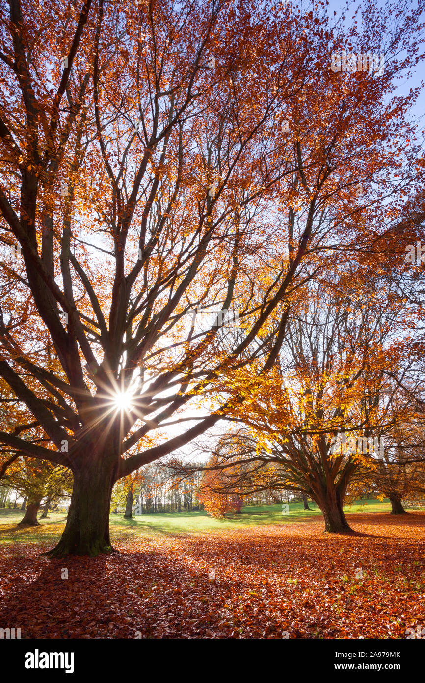 Barton-upon-Humber, Nord du Lincolnshire, au Royaume-Uni. 13 novembre 2019. Météo France : hêtres dans Baysgarth Park sur un matin d'automne en novembre. Credit : LEE BEEL/Alamy Live News. Banque D'Images