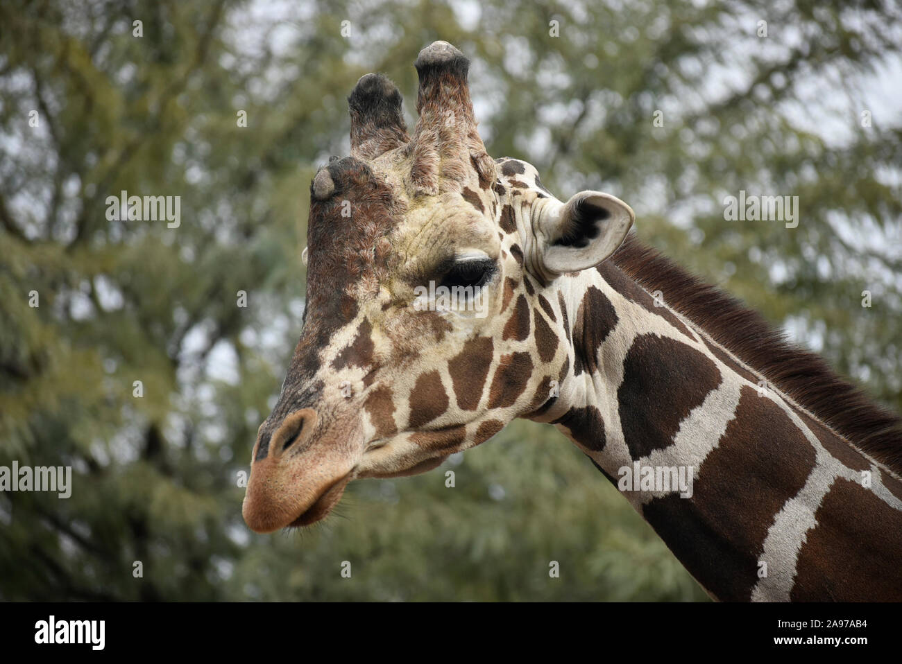 Girafe close-up Banque D'Images