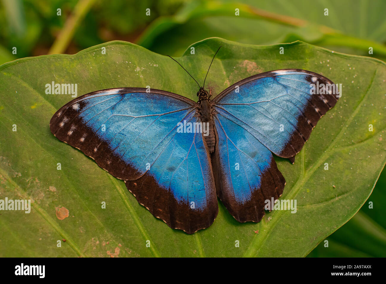 Blue Morpho Peleides papillon, le repos d'ailes ouvertes sur une feuille verte, avec en arrière-plan la végétation verte Banque D'Images