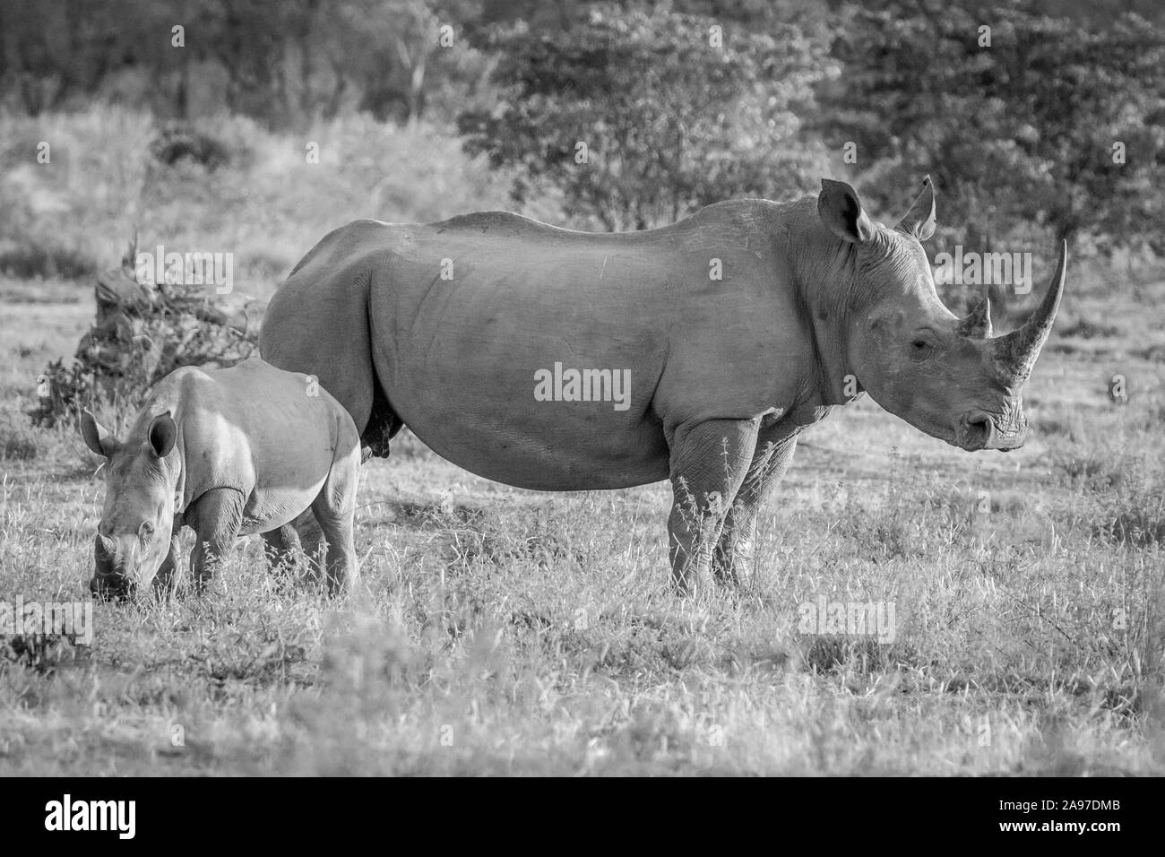 Mère et bébé rhinocéros blanc permanent veau dans l'herbe en noir et blanc, Afrique du Sud. Banque D'Images