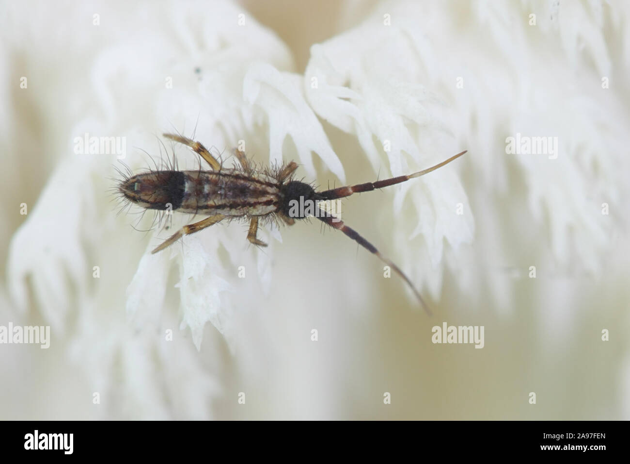 Springtail (Collembola) se nourrissant de dent corail champignon (Hericium coralloides) Banque D'Images