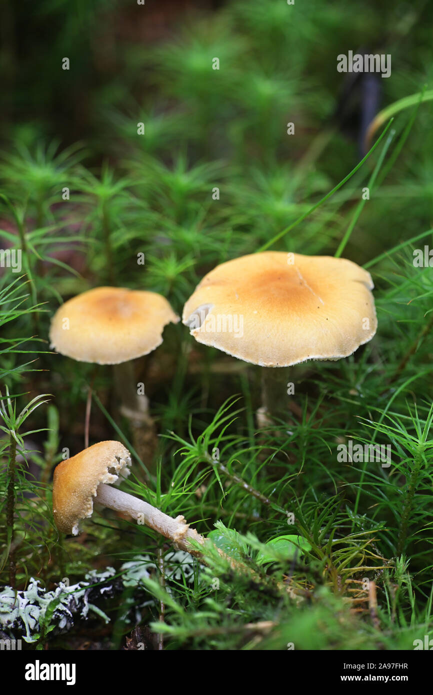 Cystoderma amianthinum, communément appelé le parasol de safran, le Safran en Poudre-cap, ou la poudre ocre-cap Banque D'Images