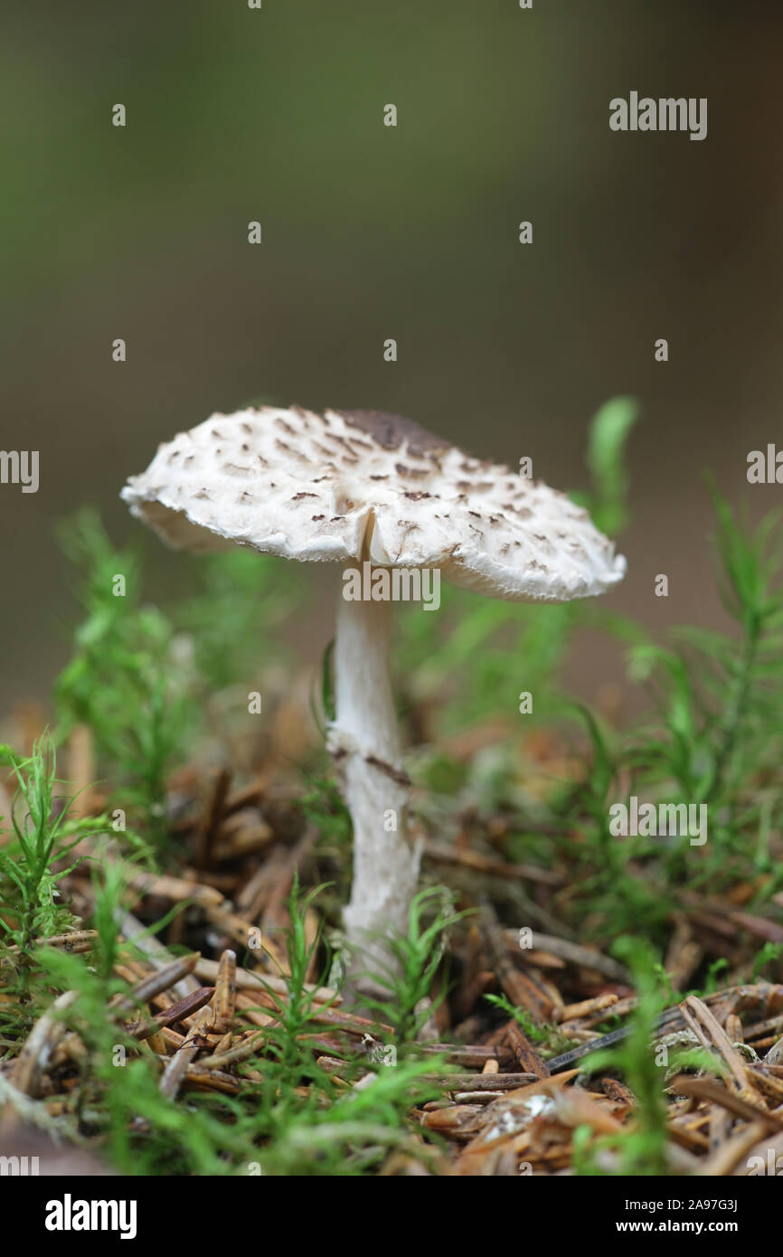 Lepiota felina, connu comme le chat dapperling aux champignons sauvages, à partir de la Finlande Banque D'Images