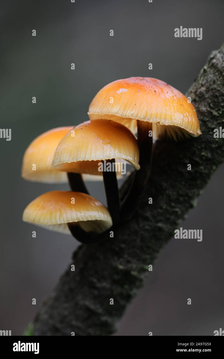 Colybie a, connu comme enokitake, futu, fruits de mer, champignons champignons d'hiver, hiver, champignon pied velouté, velours, souches sauvages, la queue de velours Banque D'Images