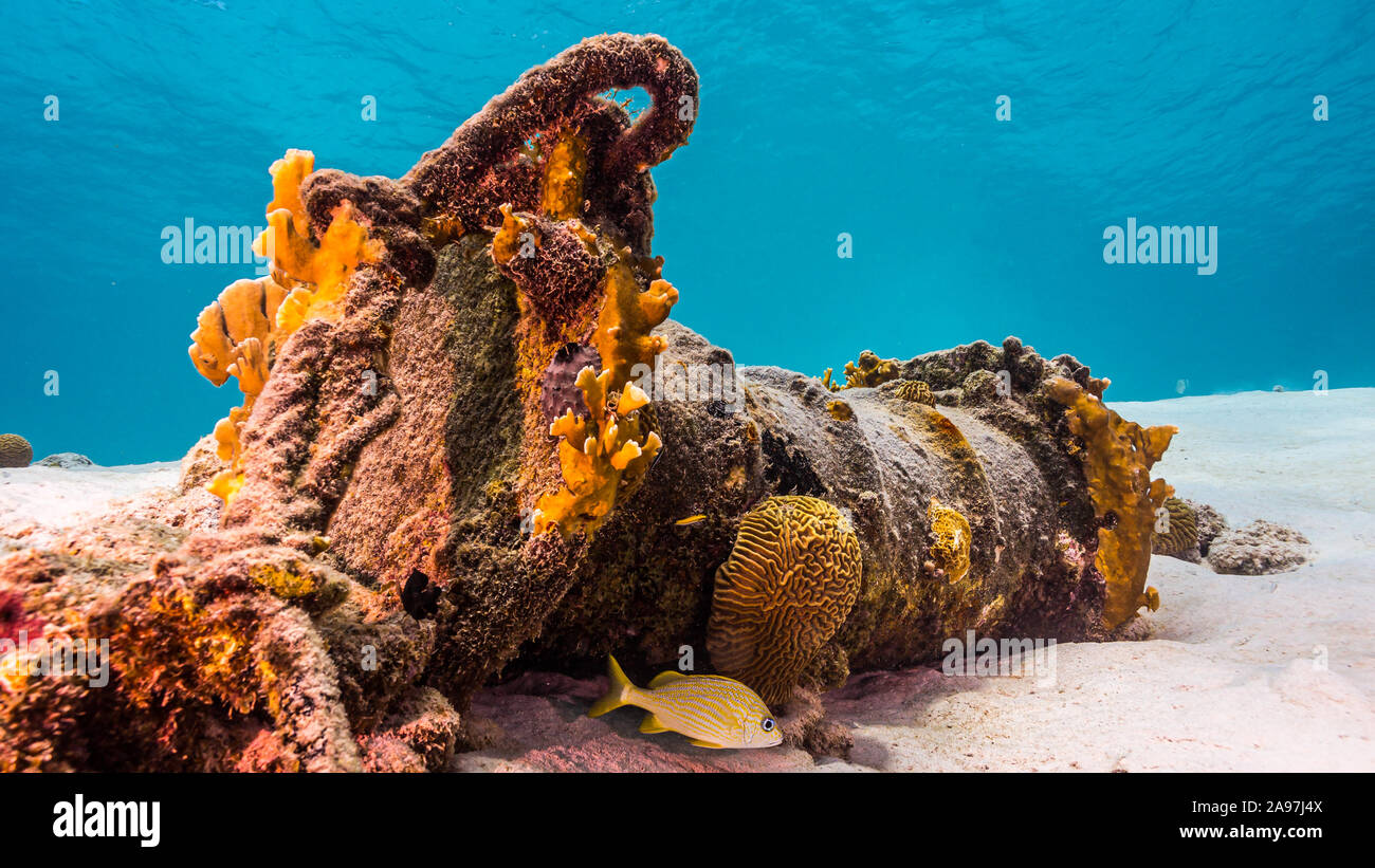 Oildrum et corde recouverts de coraux sur le sable en eau peu profonde Banque D'Images