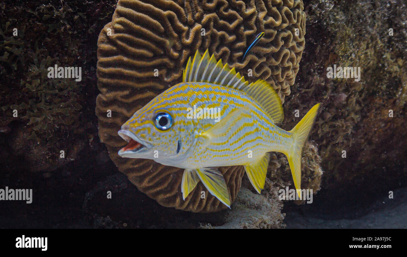 Demoiselle jaune avec la bouche ouverte dans les récifs coralliens Banque D'Images