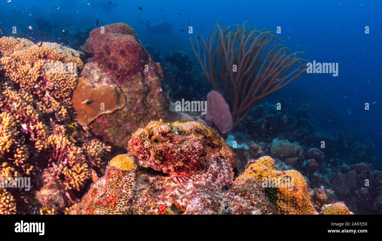 Scorpionfish en camouflage parfait se cacher sur le dessus des Récifs Banque D'Images