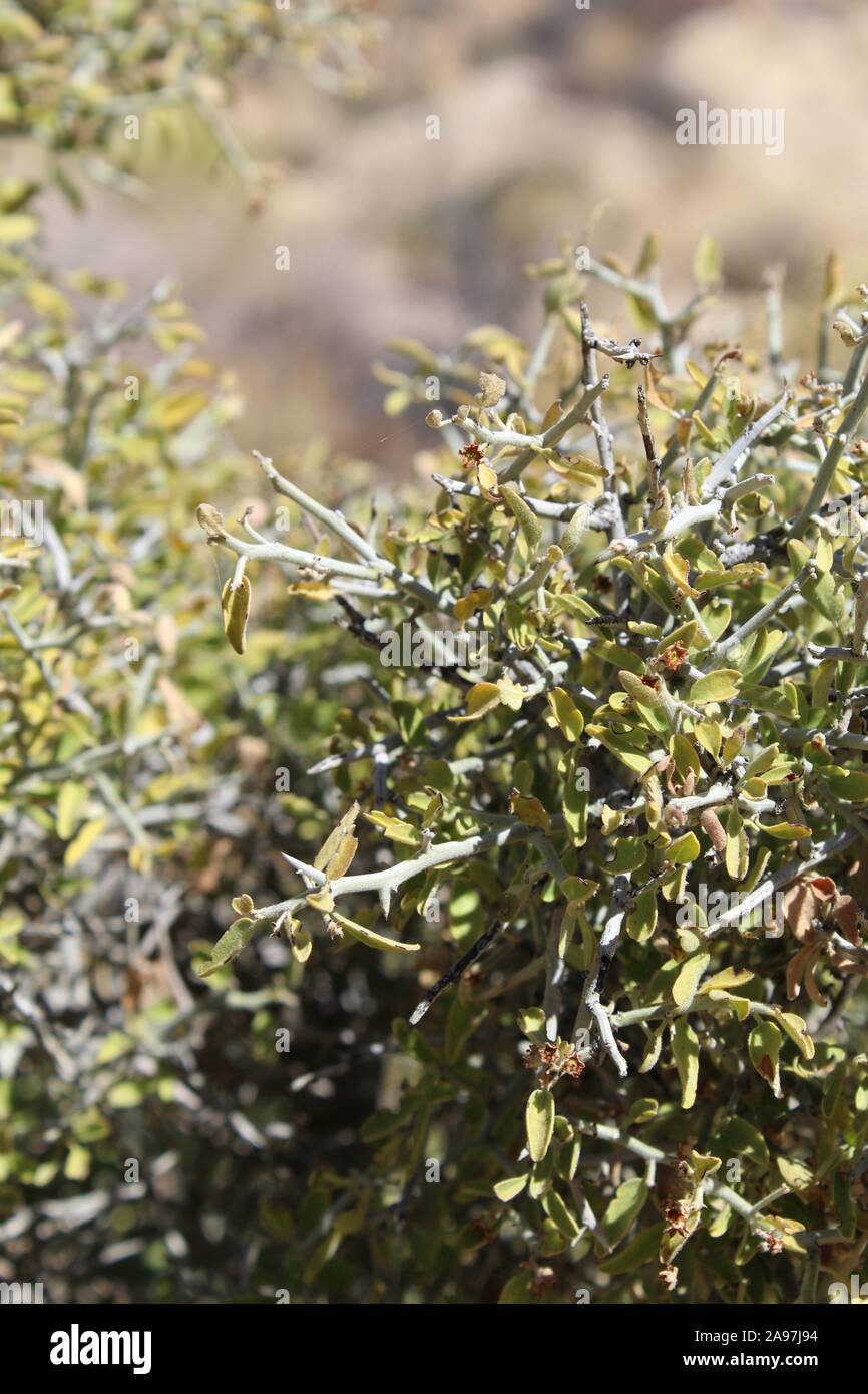 Graythorn commomly, Ziziphus, Obtusifolia, botaniquement, pour cette plante originaire du désert du Colorado dans Joshua Tree National Park près de peuplier de printemps. Banque D'Images