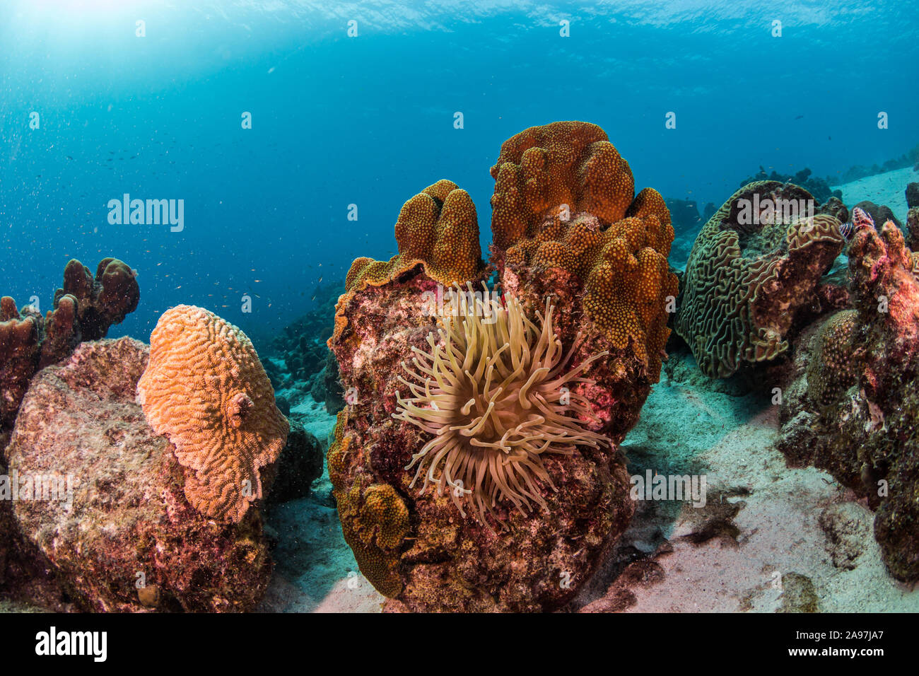 Paysage sous-marin avec anemone, coraux, sur fond bleu et de la lumière du soleil Banque D'Images