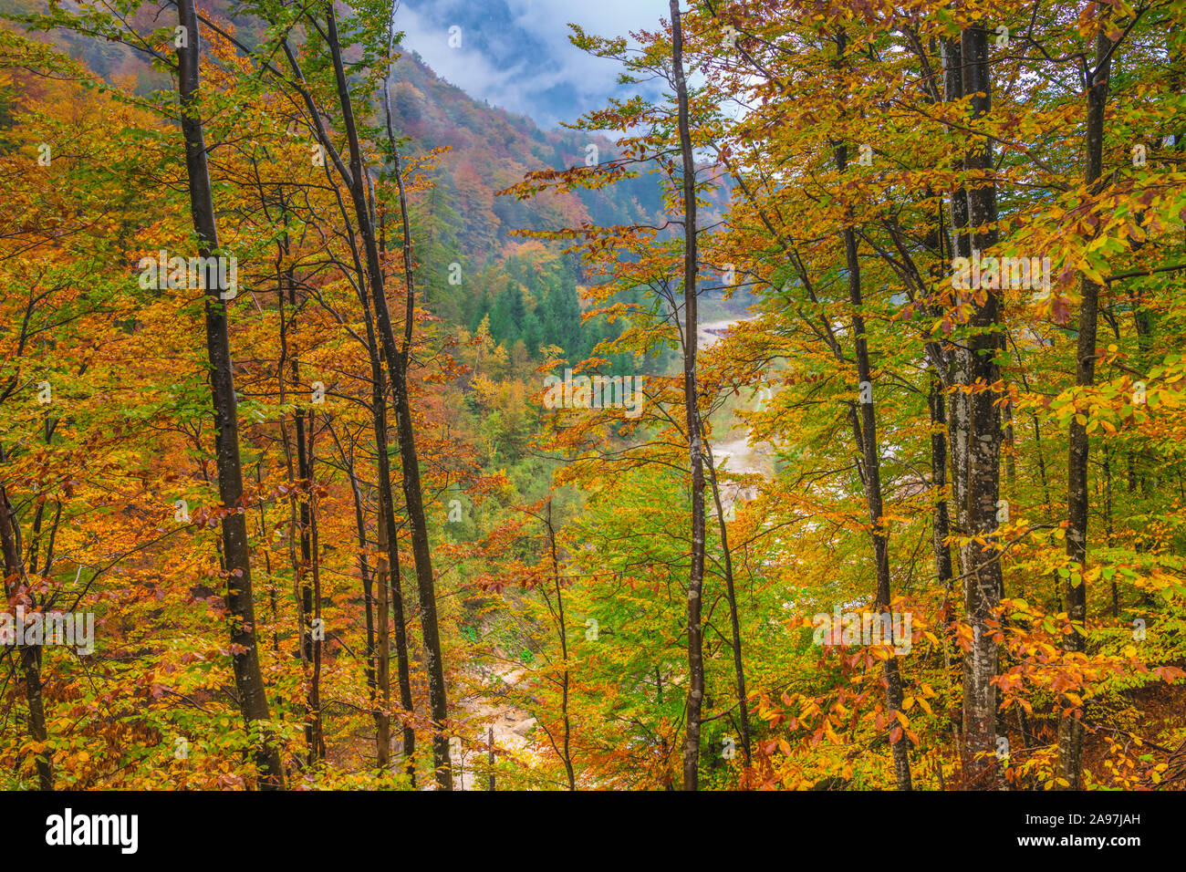 La couleur des feuilles d'automne dans les arbres dans le parc national du Triglav, en Slovénie, en Europe. Banque D'Images