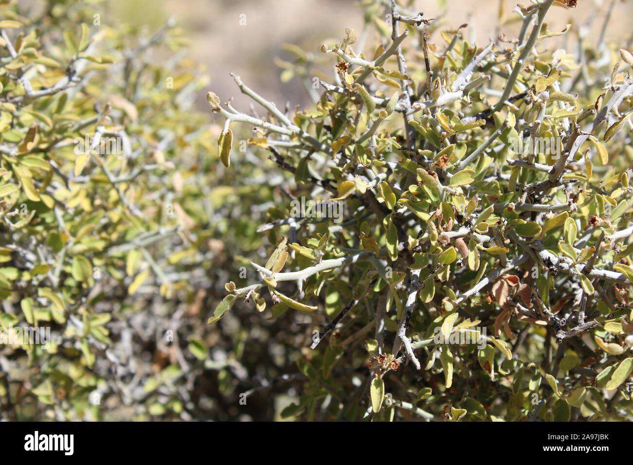 Graythorn commomly, Ziziphus, Obtusifolia, botaniquement, pour cette plante originaire du désert du Colorado dans Joshua Tree National Park près de peuplier de printemps. Banque D'Images