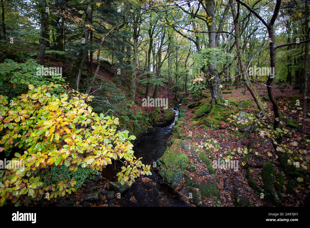 Rivière et forêt d'automne dans Cloghleagh Glen dans Parc National des Montagnes de Wicklow, Irlande Banque D'Images