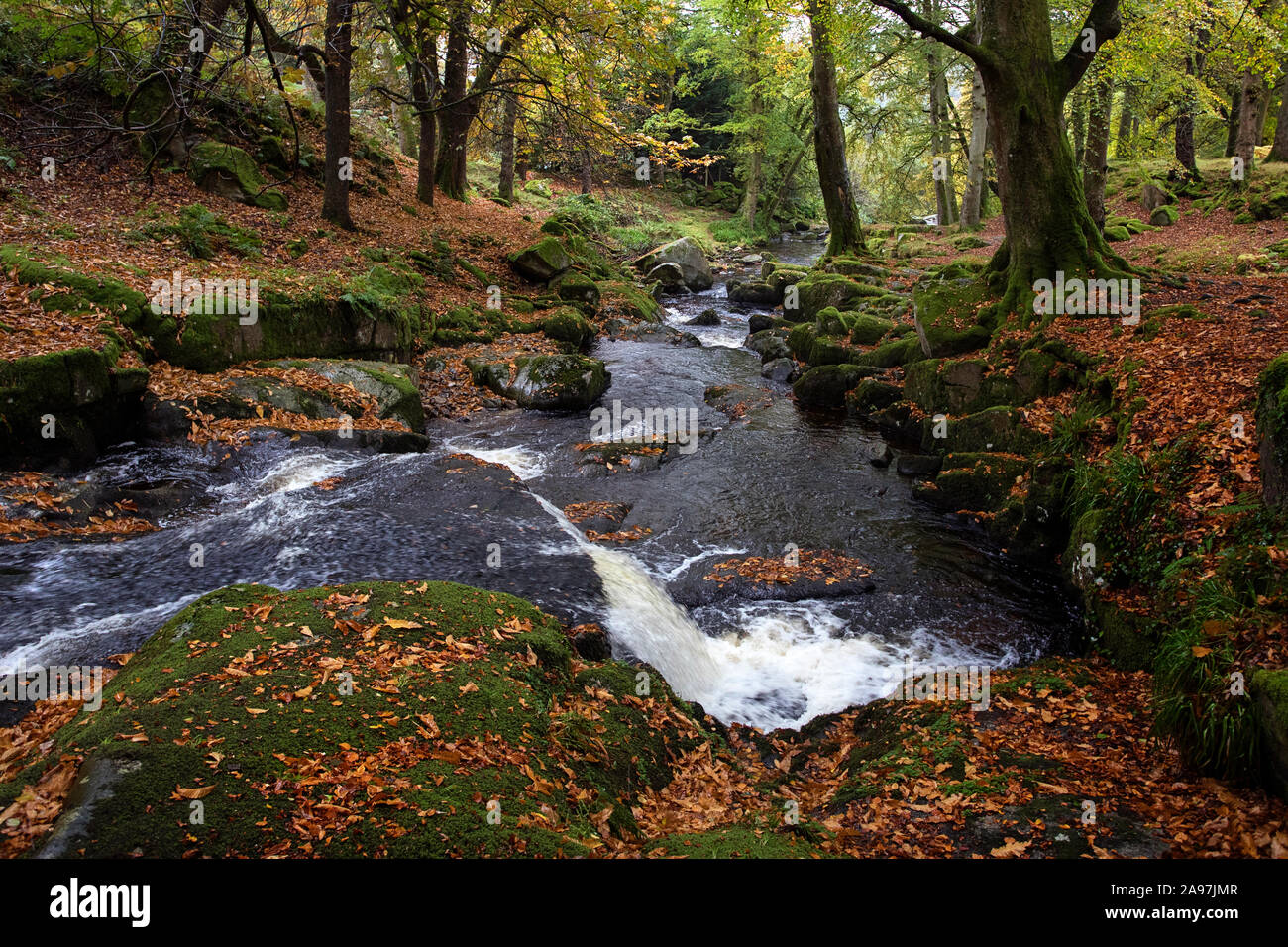 Rivière et forêt d'automne dans Cloghleagh Glen dans Parc National des Montagnes de Wicklow, Irlande Banque D'Images