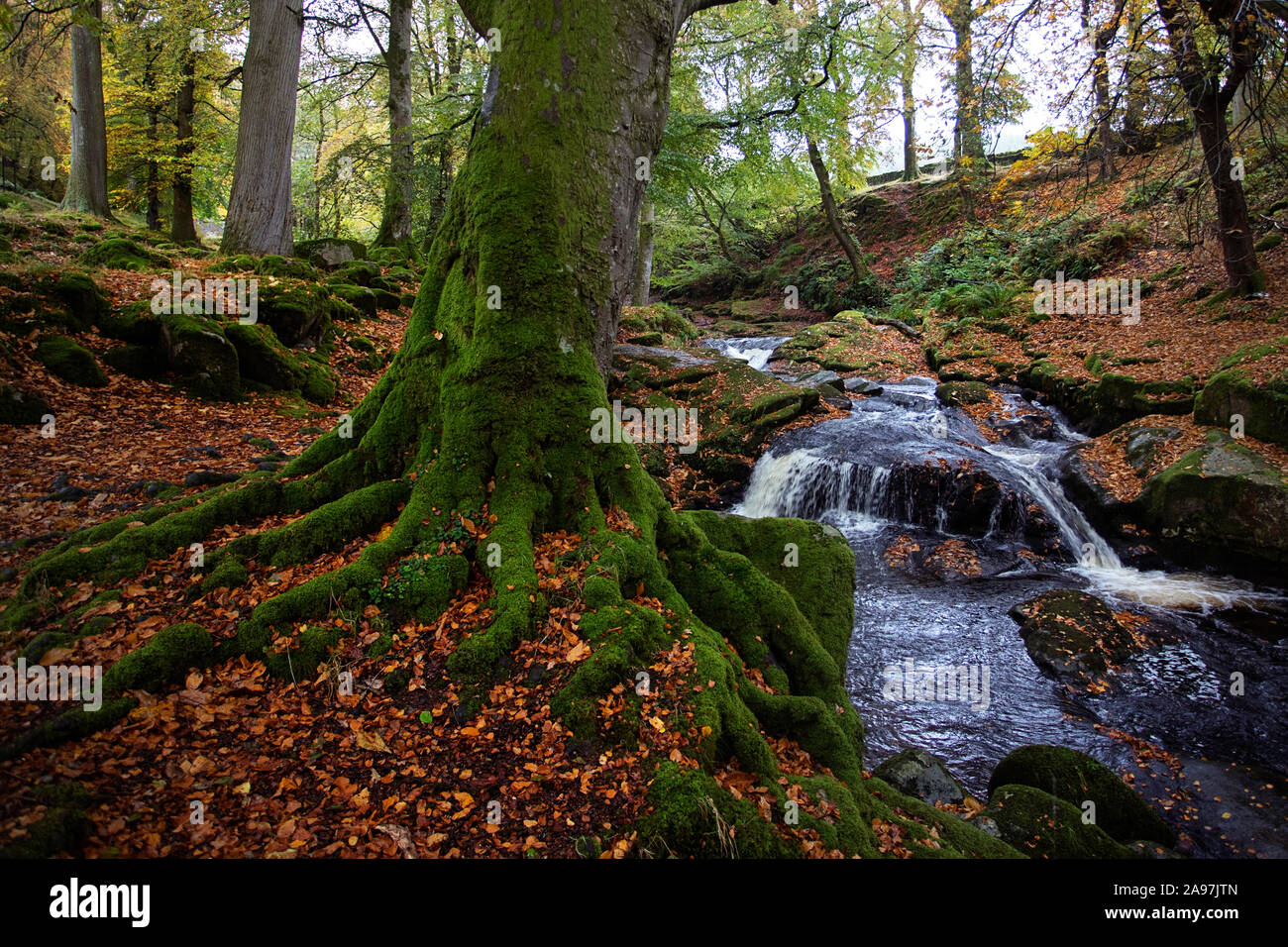 Rivière et forêt d'automne dans Cloghleagh Glen dans Parc National des Montagnes de Wicklow, Irlande Banque D'Images