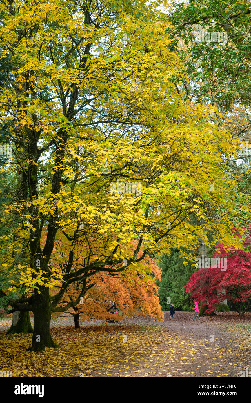 Acer arbres. Les érables japonais en automne à Westonbirt Arboretum, Cotswolds, Gloucestershire, Angleterre Banque D'Images
