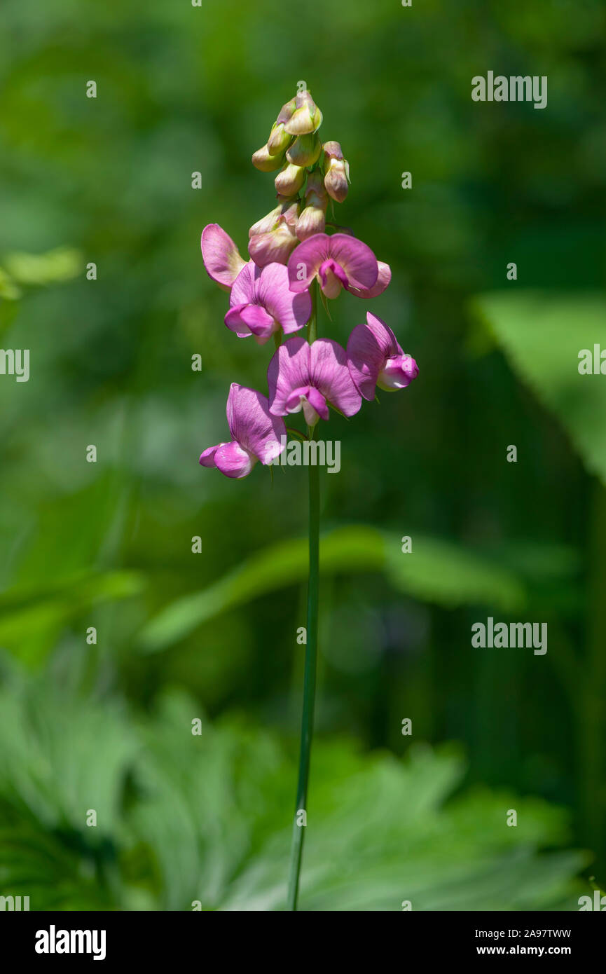 Lathyrus heterophyllus, Verschiedenblaettrige Everlasting-Pea Platterbse,Norfolk Banque D'Images