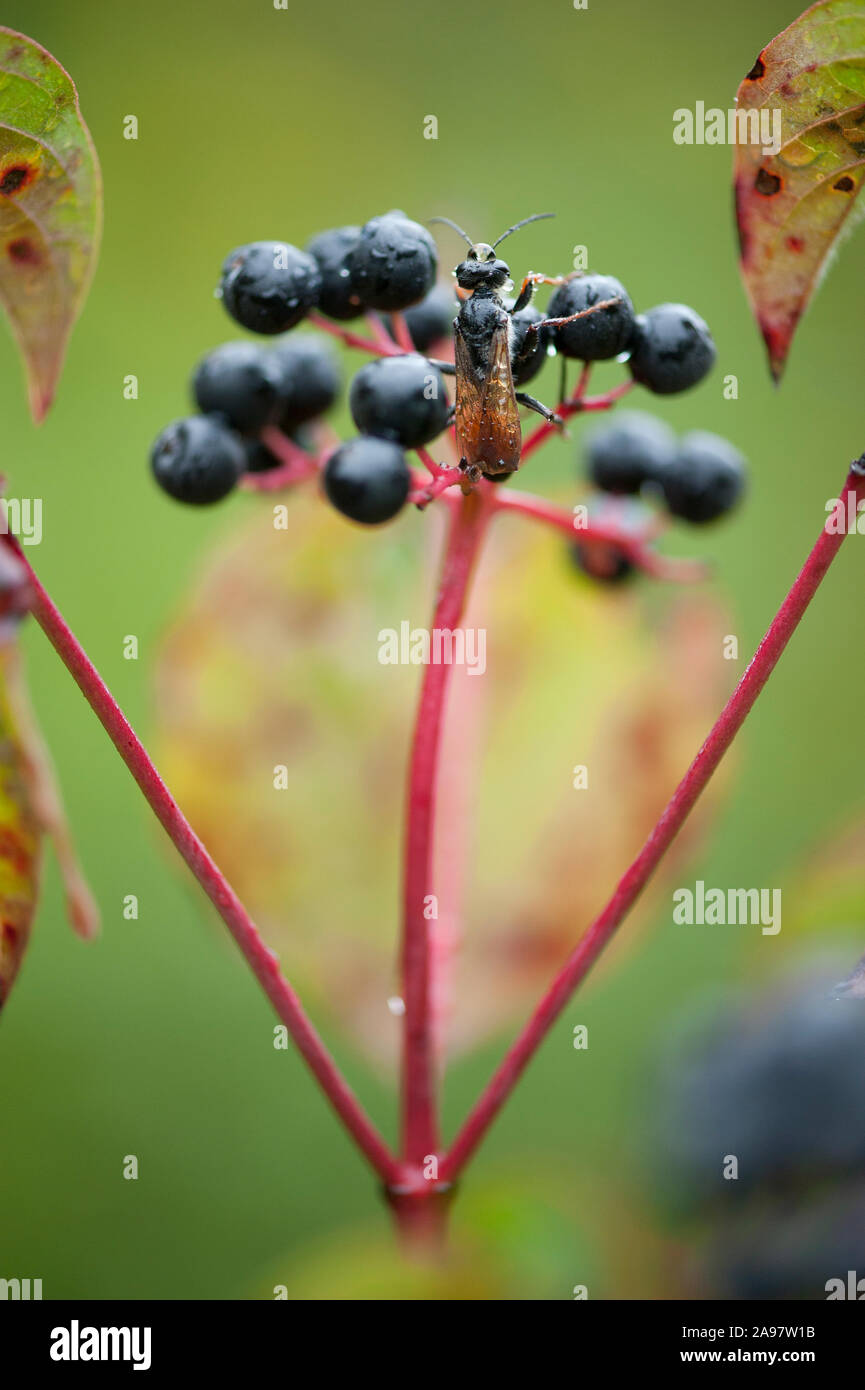 Ligustrum vulgare, Gewoehnlicher,Gfe troène sauvage Banque D'Images
