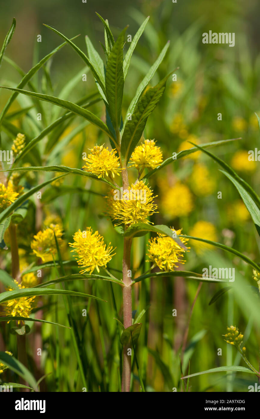 Lysimachia thyrsiflora Straussbluetiger Gilbweiderich,LE,salicaire Banque D'Images