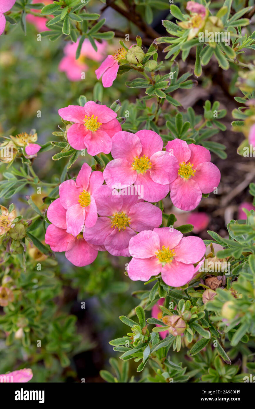 Fingerstrauch (Potentilla fruticosa BELLISSIMA) Banque D'Images