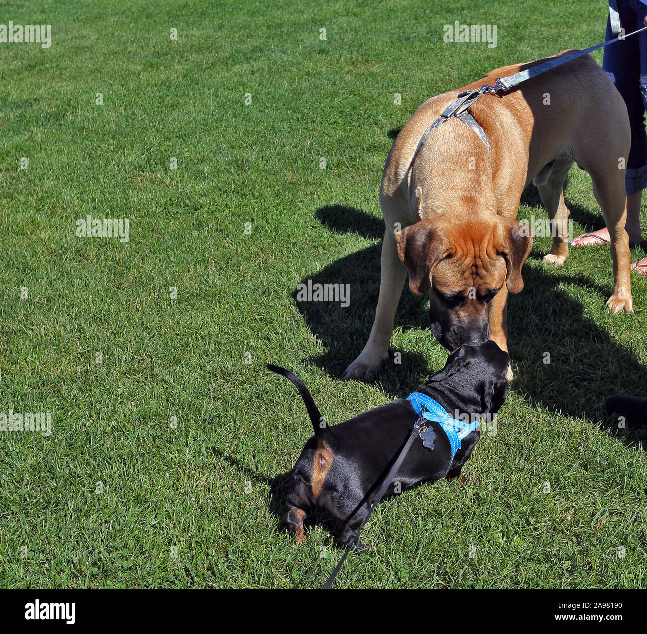 2 chiens Port Jefferson New York Banque D'Images