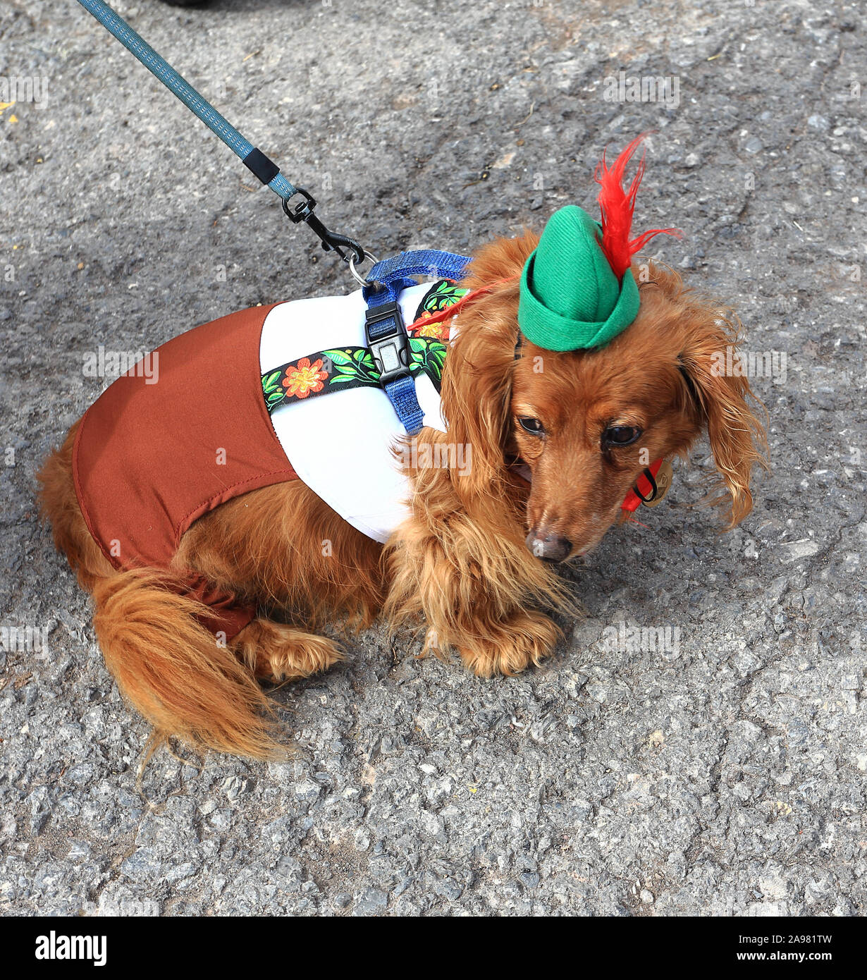 Teckel poil long en costume Banque D'Images