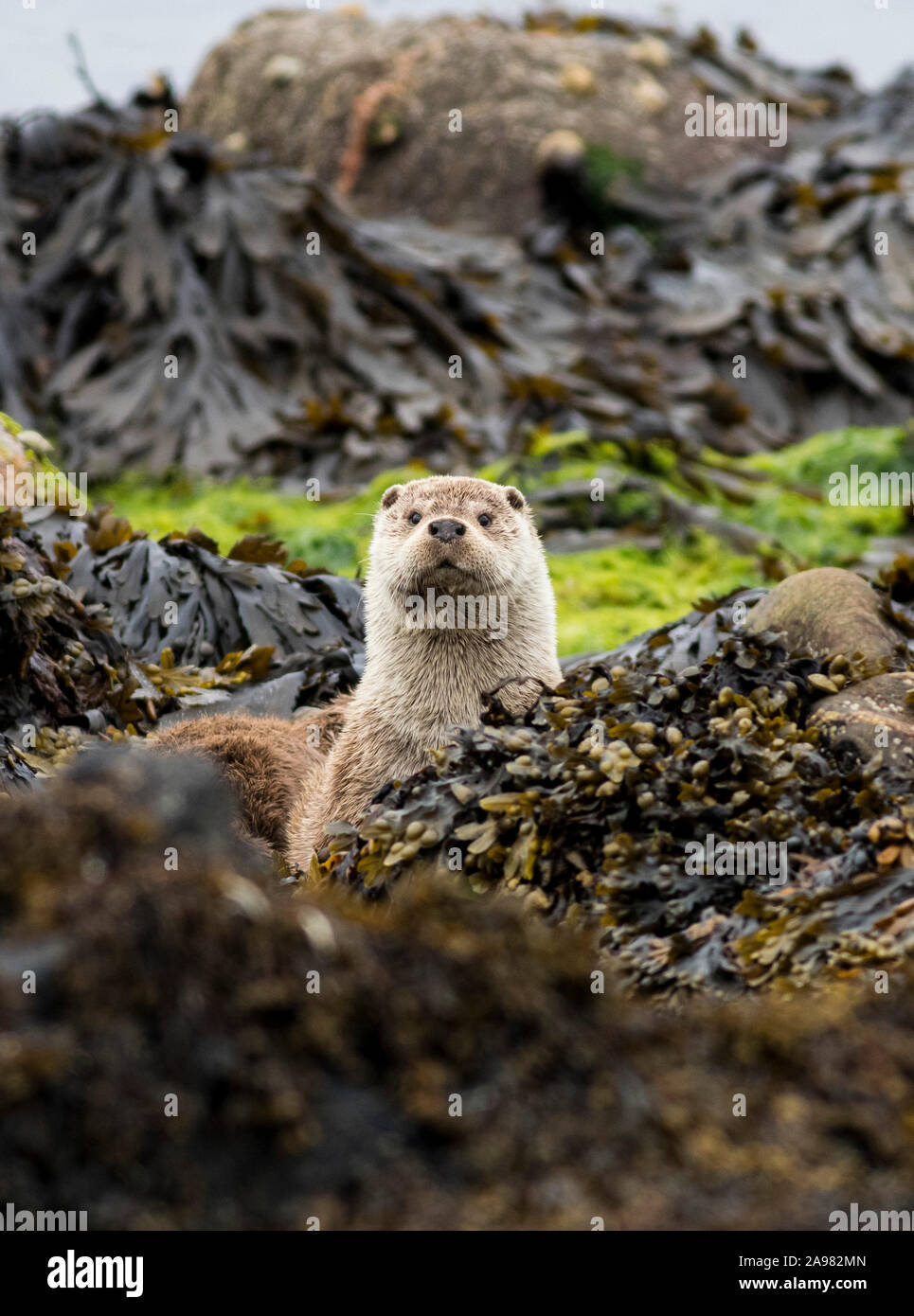 Sur les loutres Shetland Banque D'Images