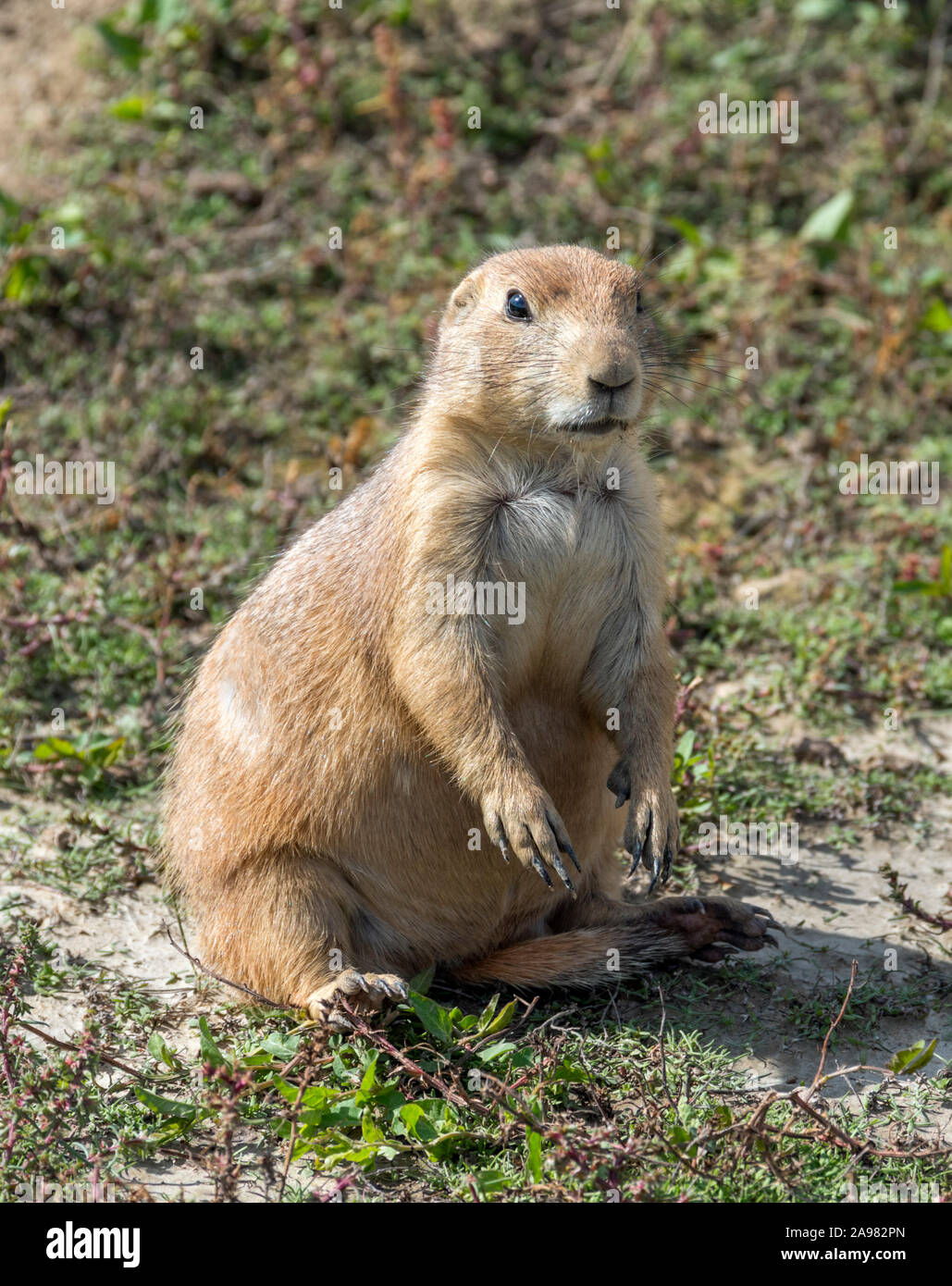 Black-Tailed ( Chien de prairie Cynomys ludovicianus ) au Parc National Theodore Roosevelt, Dakota du Nord, USA Banque D'Images