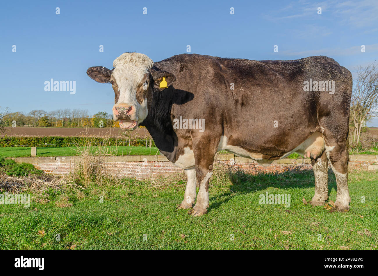 Dans le champ de la vache en été Banque D'Images